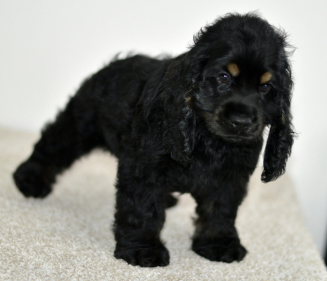 comprar cachorros sanos, baratos y asequibles para la venta